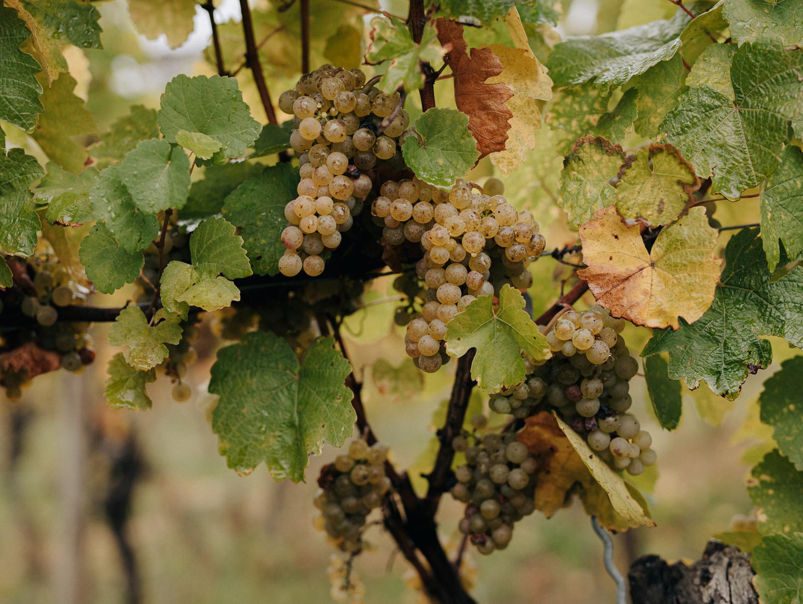 Riesling Trauben im Apostelgarten in Michelbach / Franken