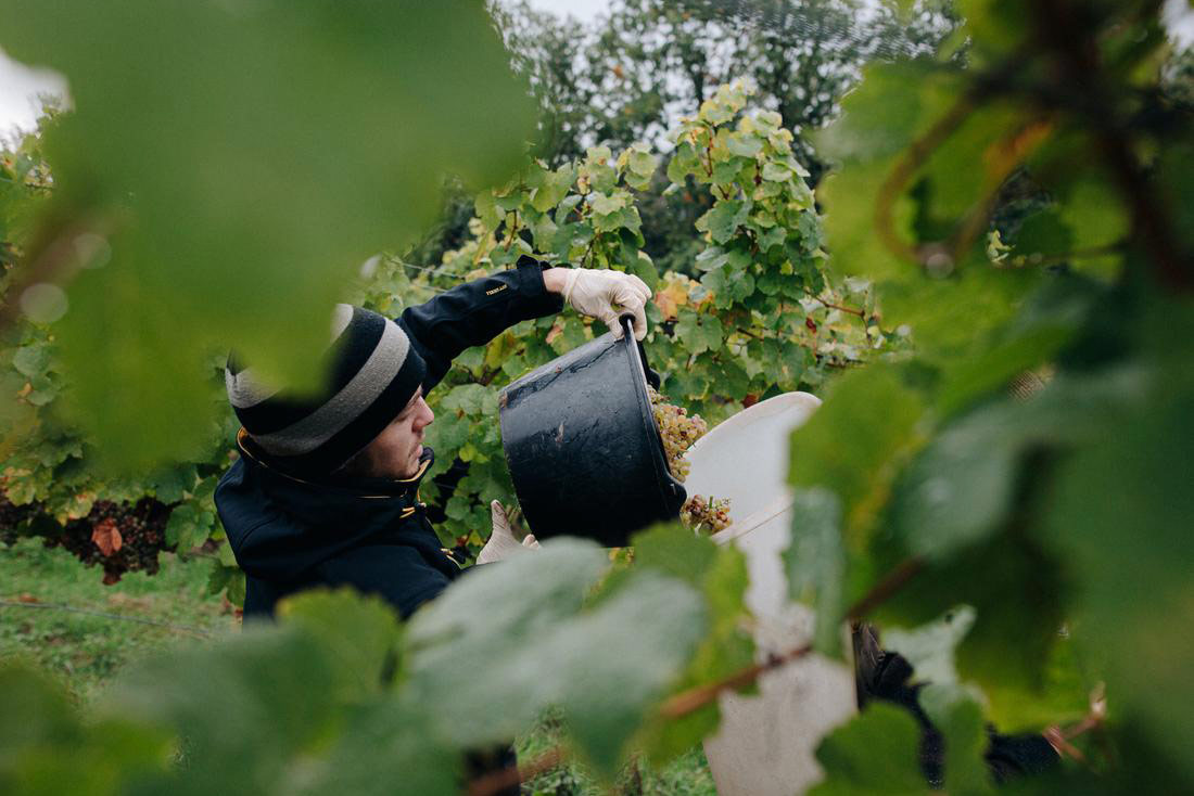 Lesehelfer bei der Handlese im Weinberg Michelbach / Franken